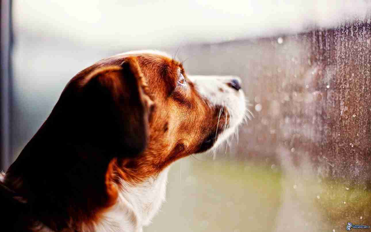 Dogs and storms: what to do?