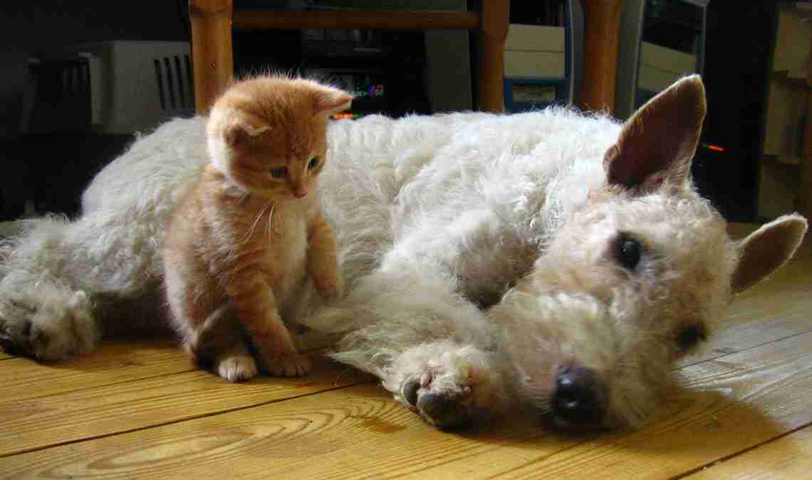 are dogs and cats living longer