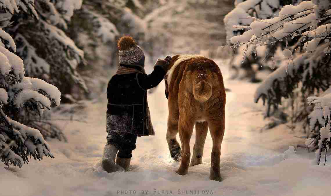 Cani in inverno: consigli per prenderci cura di loro