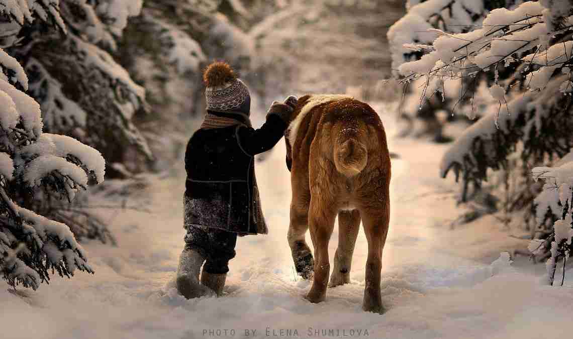 Dogs in winter: how to take care of them