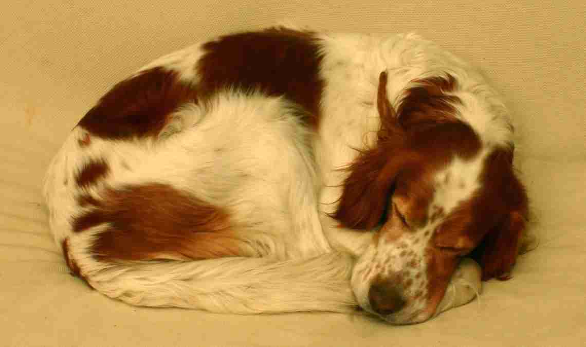 Träumen Hunde? Das Geheimnis des Hunde-Schlafes