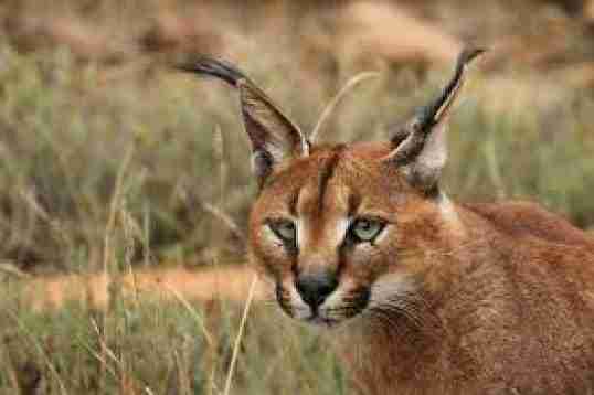 Caracal caracal