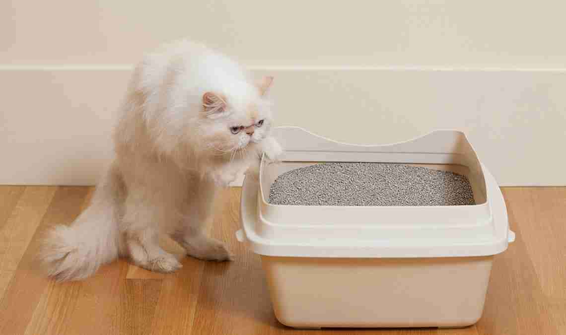 Cuando el gato no usa la caja de arena