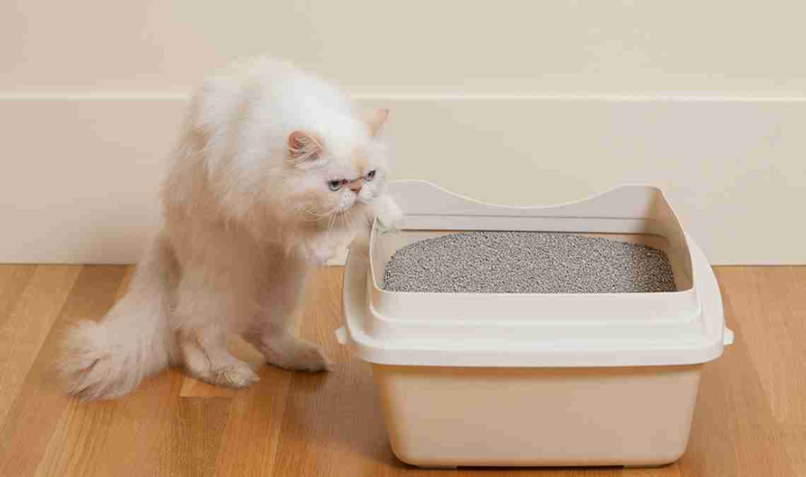 Pourquoi un chat fait-il ses besoins hors de sa litière ?