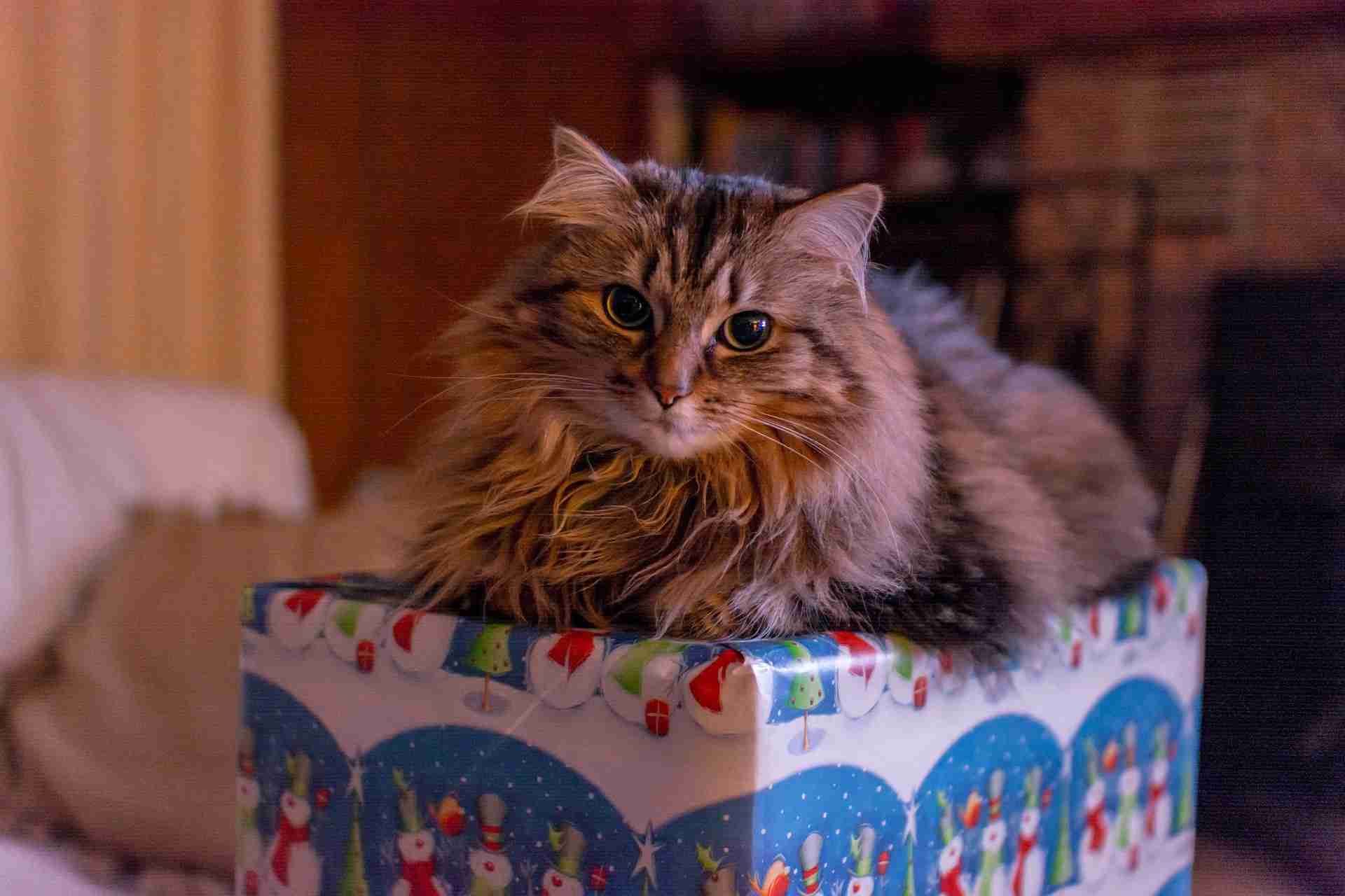 Three alternatives for giving an animal as a Christmas gift