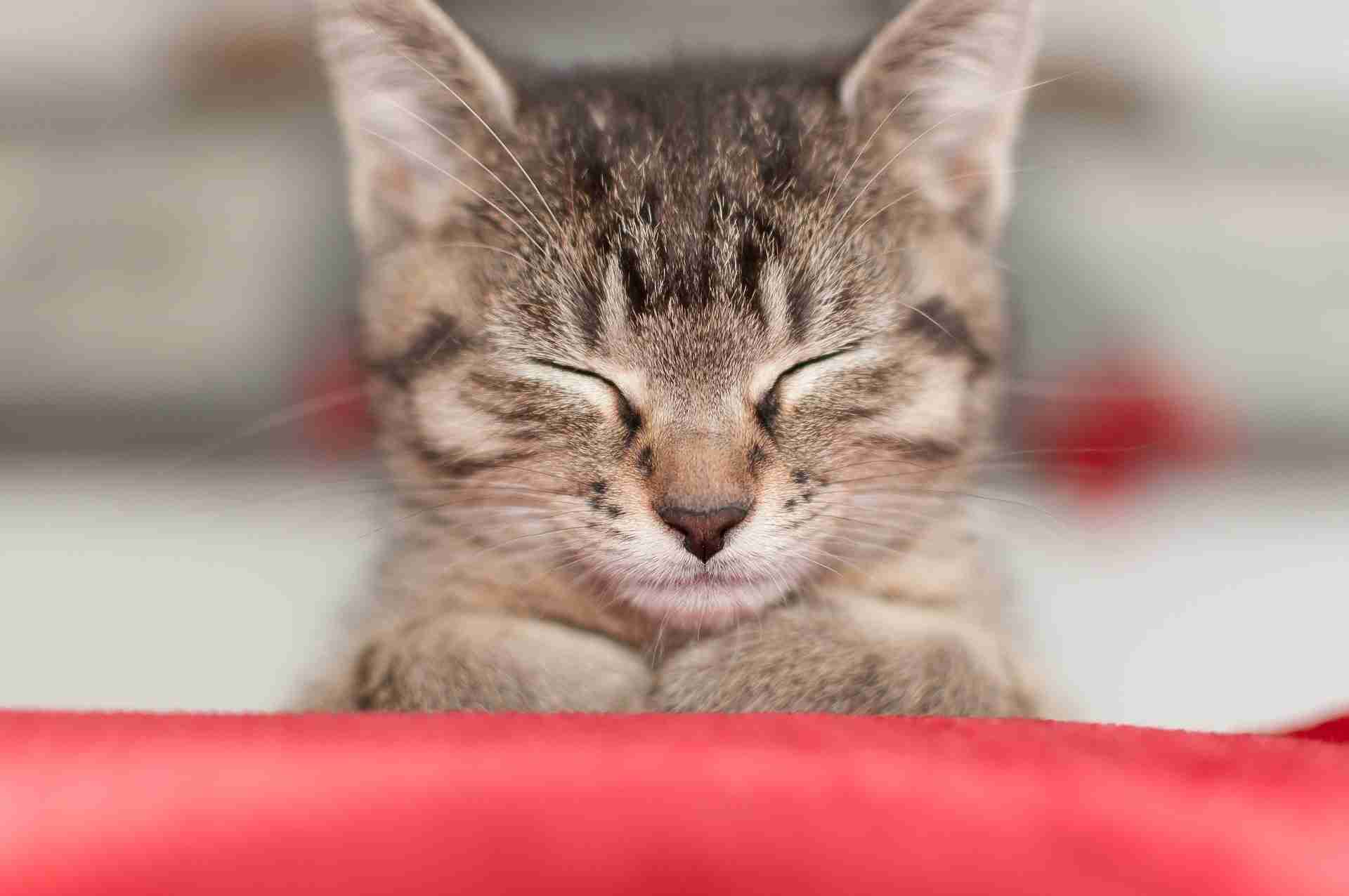 Een nieuwe kitten in huis: 8 manieren om te zorgen...