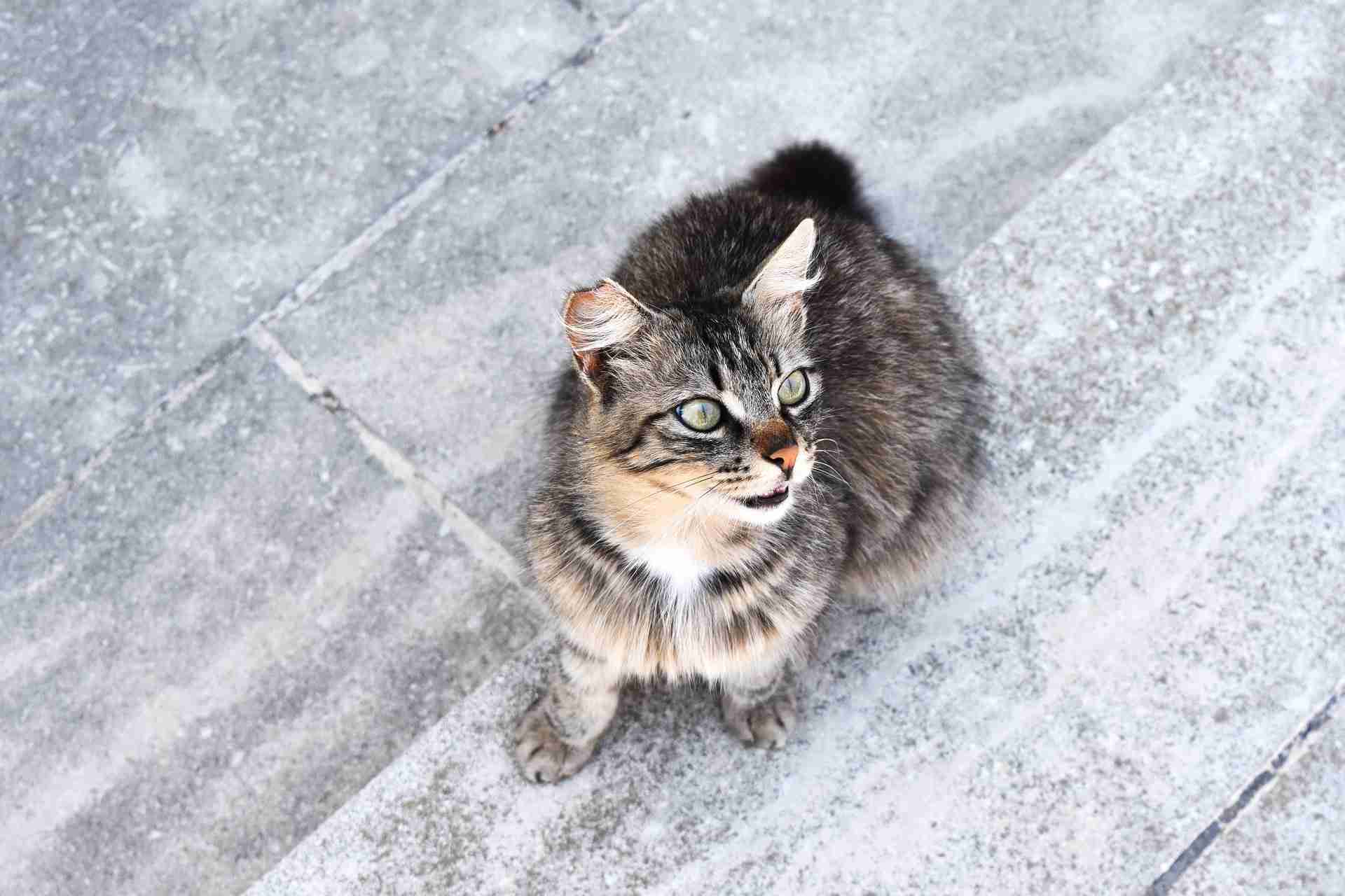 How to distinguish a stray cat from a feral cat or...