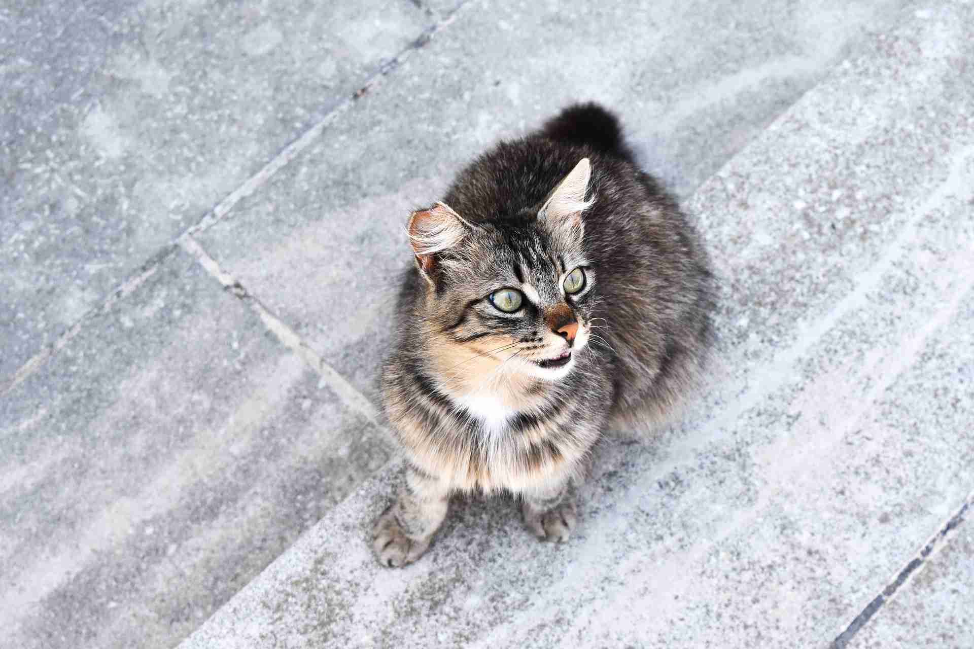 how-to-distinguish-a-stray-cat-from-a-feral-cat-or-a-wildcat-a-short