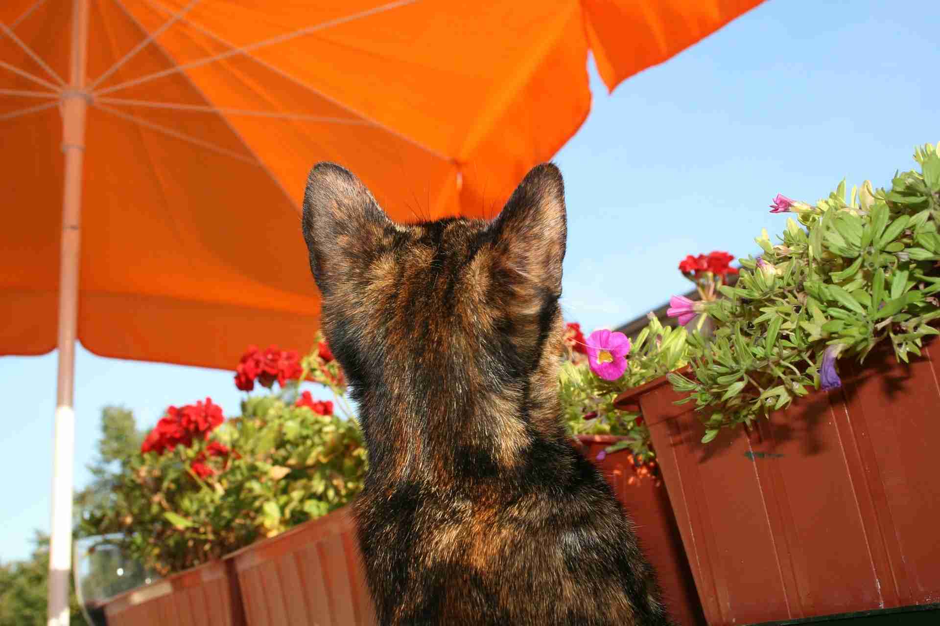 Keeping Your Cat Safe in the Heat: The Ultimate Guide