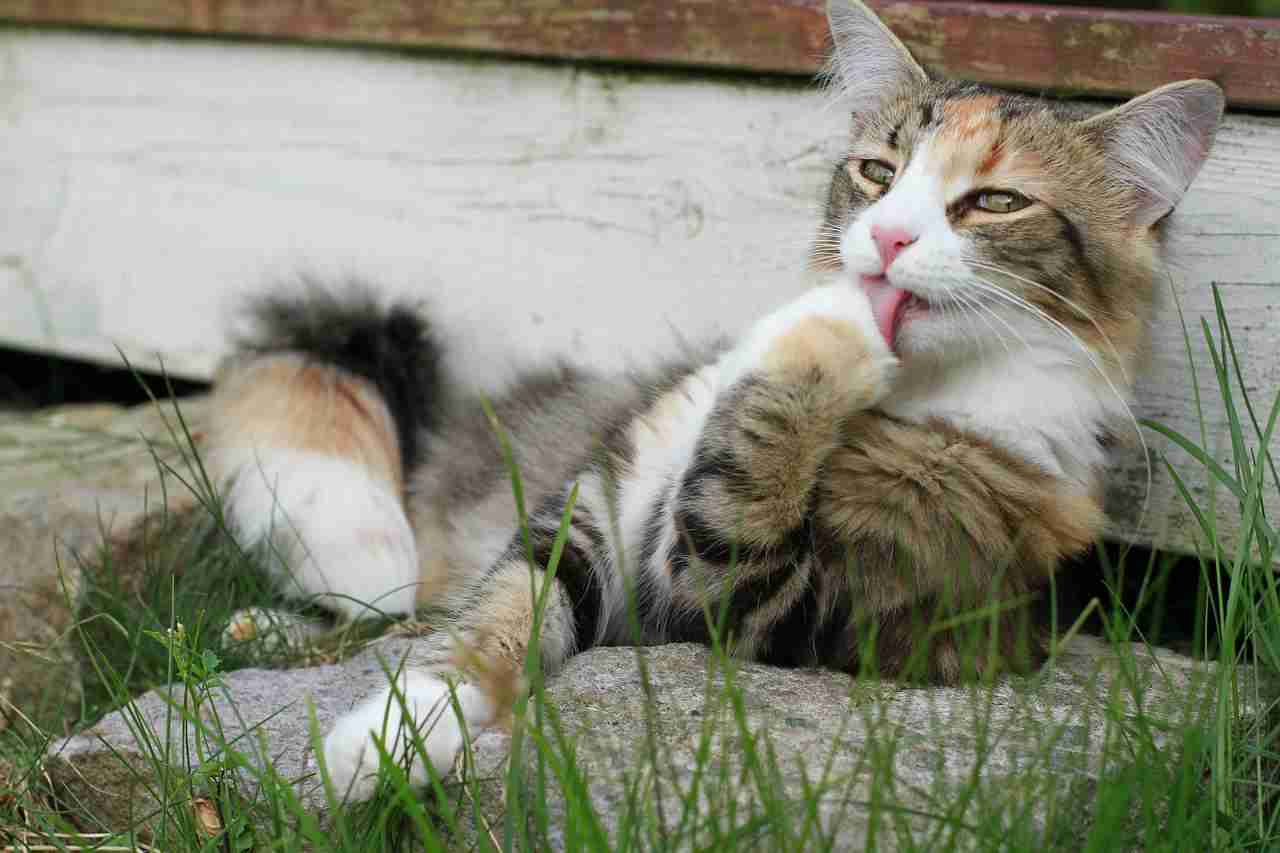 Quando i gatti leccano: cosa significa?