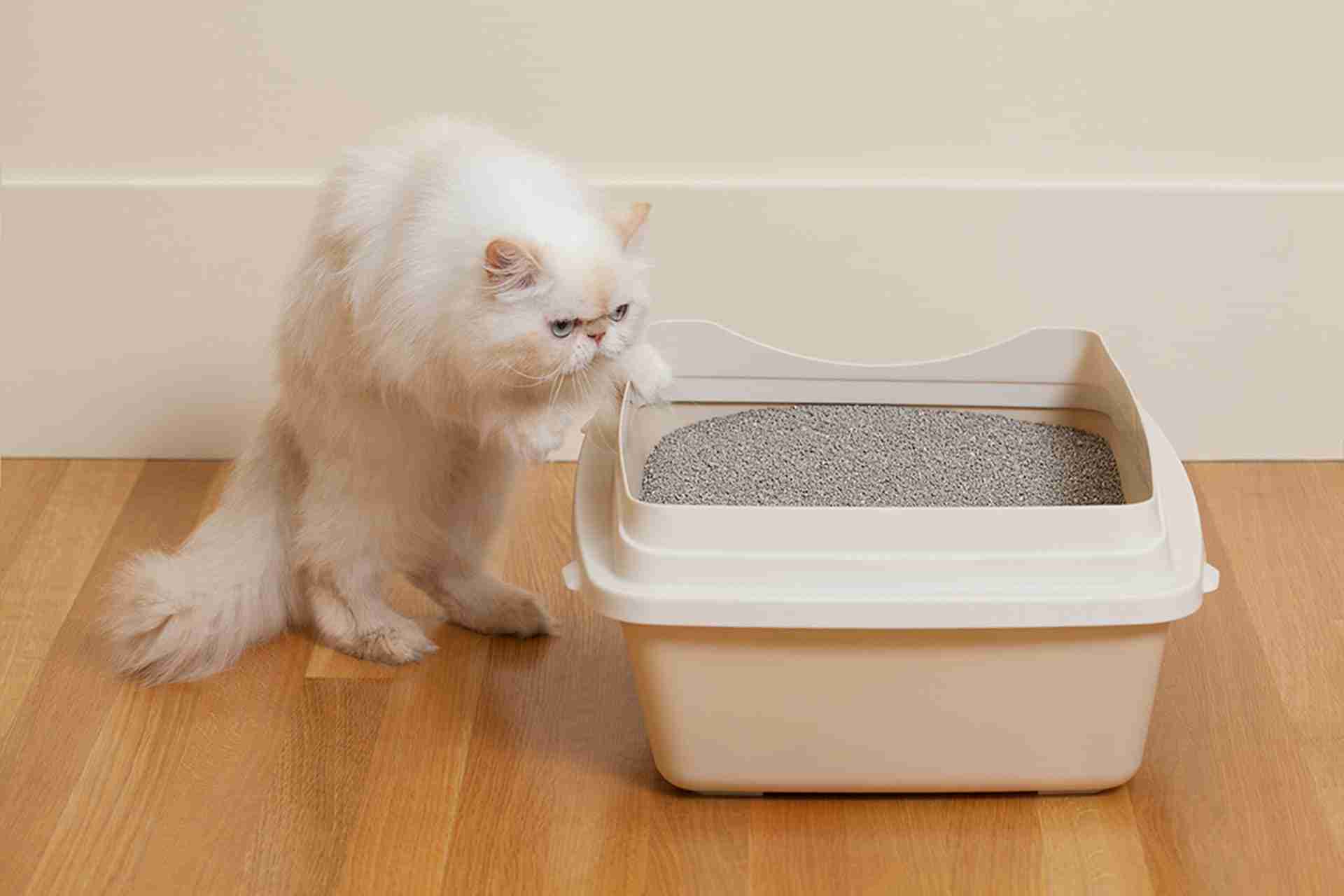 why-does-a-cat-dirty-out-of-the-litter-box