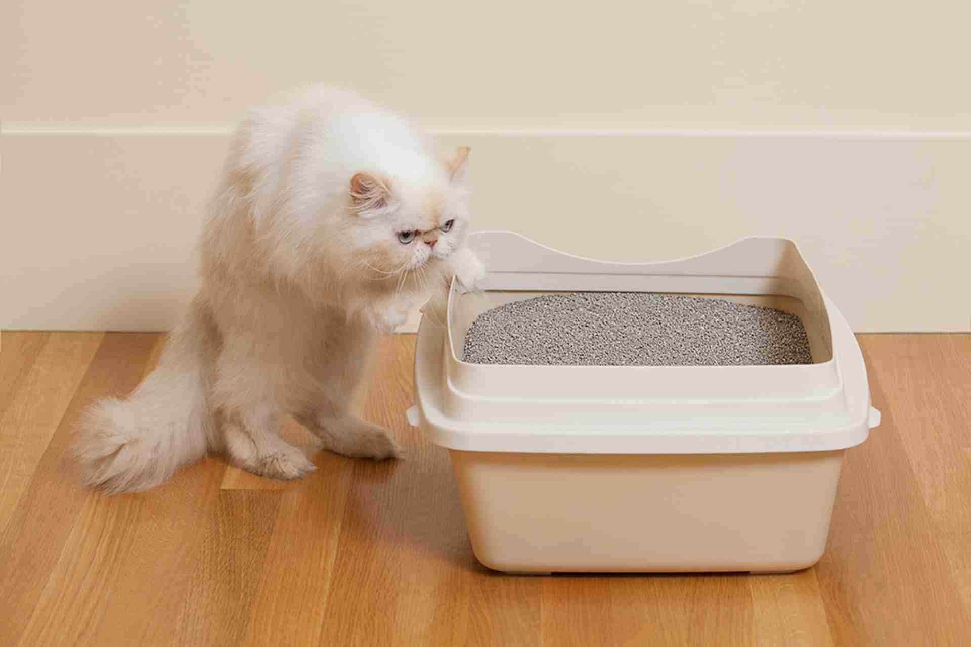 Miksi kissa sotkee hiekkalaatikkoa?