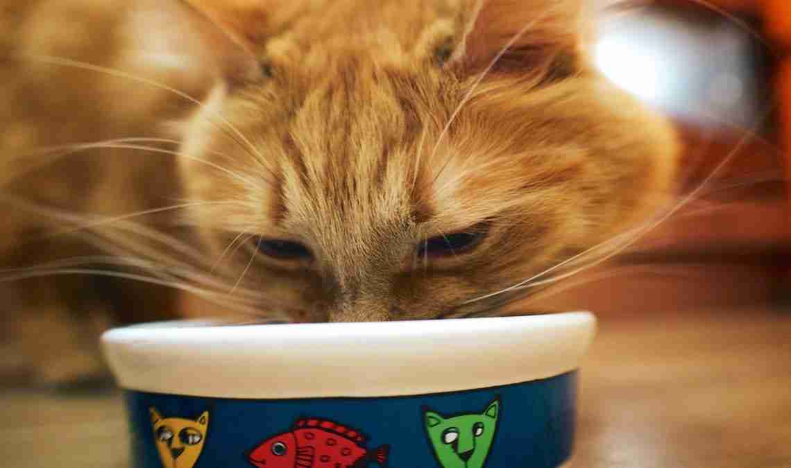 Der Geschmack von Katzen: Warum sind sie so wählerisch?