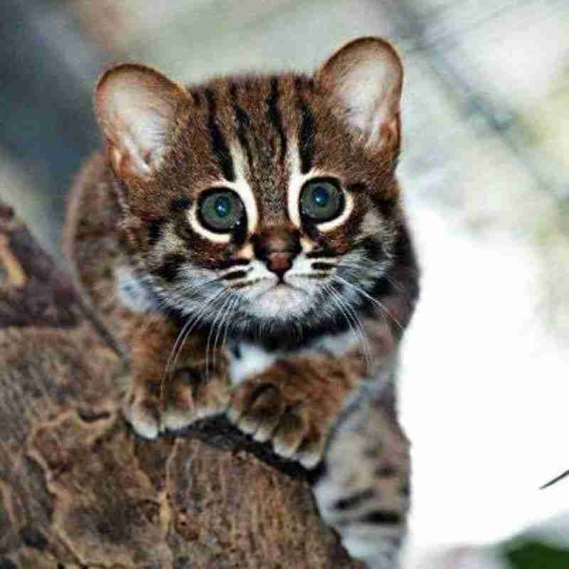 Les chats sauvages: élégants, insaisissables et en danger