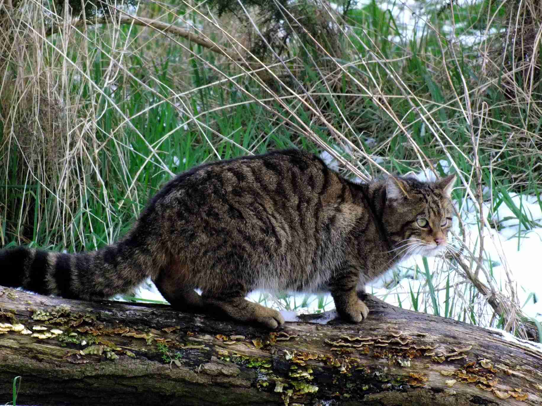 Drie manieren om de Europese wilde kat te helpen beschermen