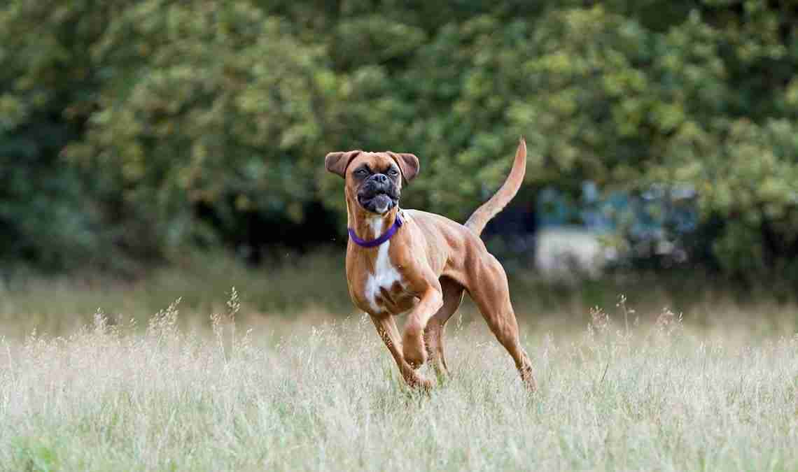 A dog's tail: the meanings behind its movements