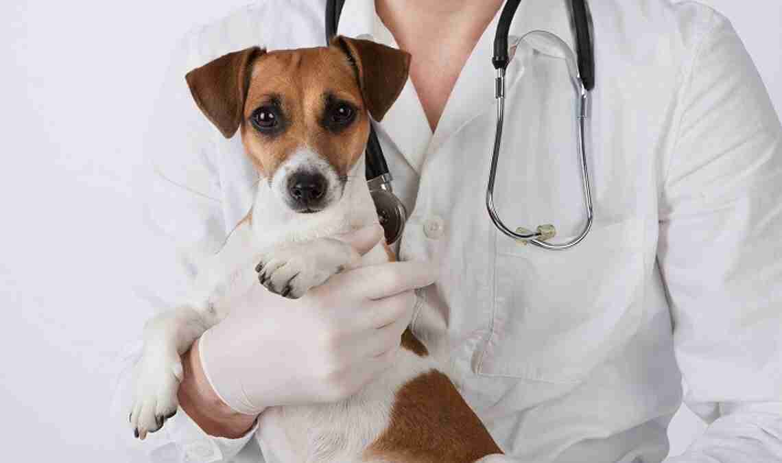 Una trasfusione di sangue salva la vita… anche ai cani!