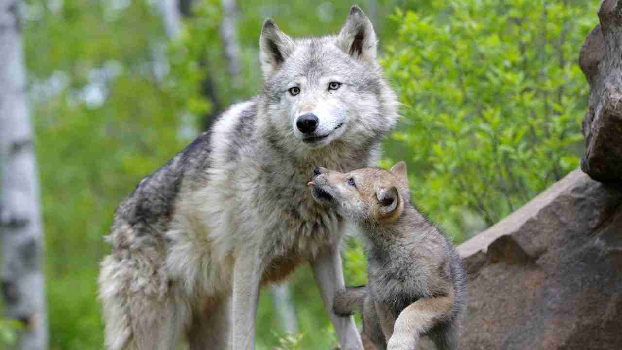 Are wolves more tolerant than dogs? The ‘social' differences between the two