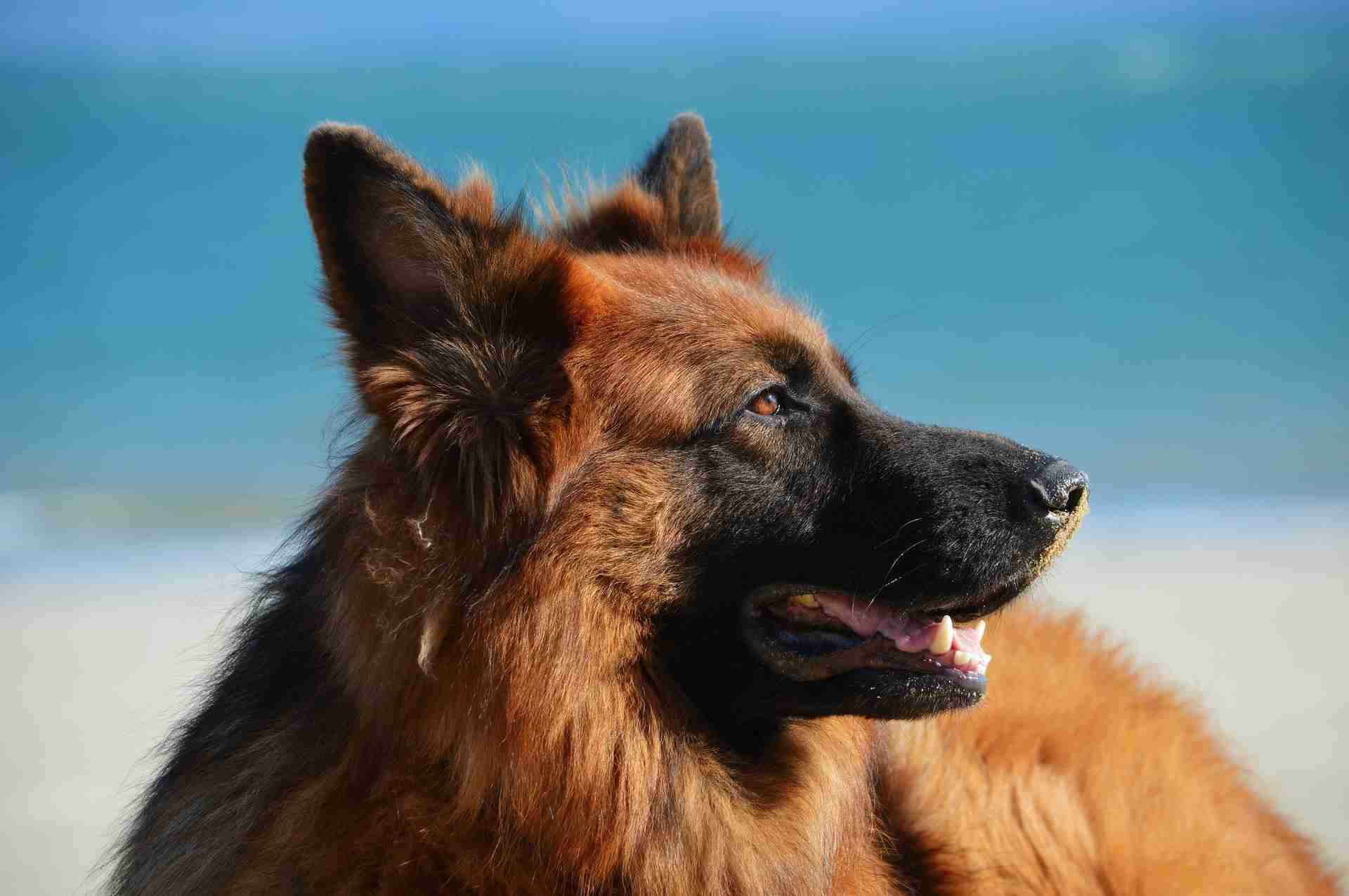 Taking your dog on holiday: the dos and don'ts