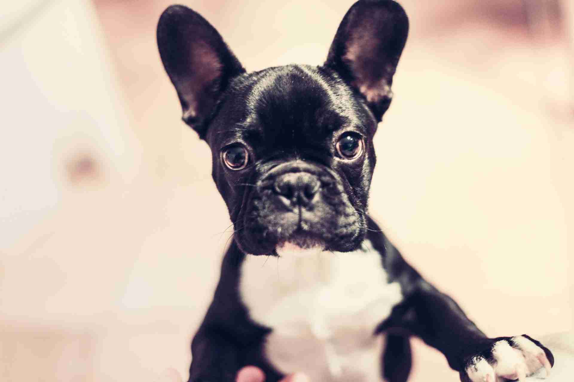 NO! to instant gratification, YES! to choosing a healthy and happy puppy