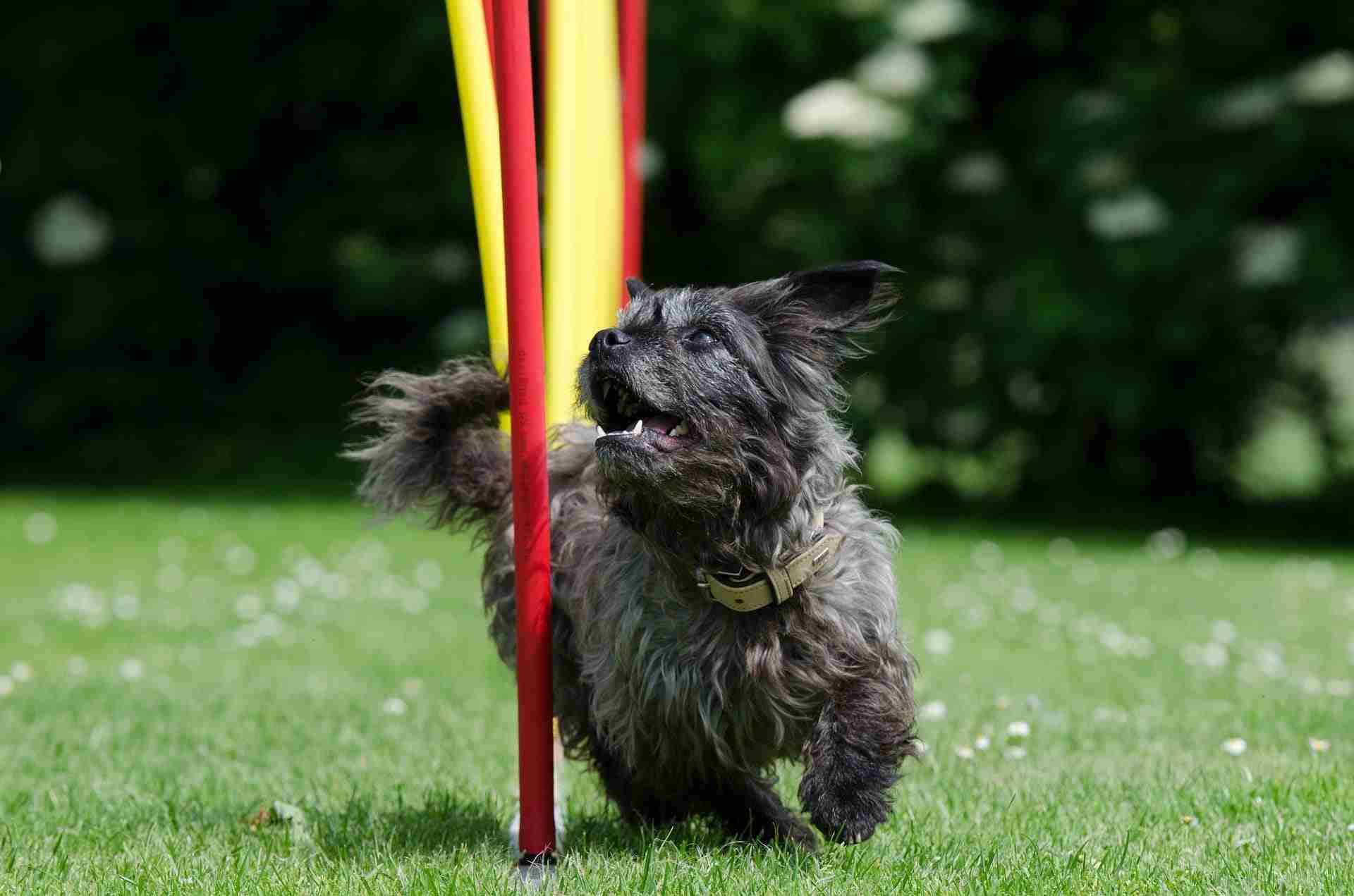 Celebrating 125 years of Crufts