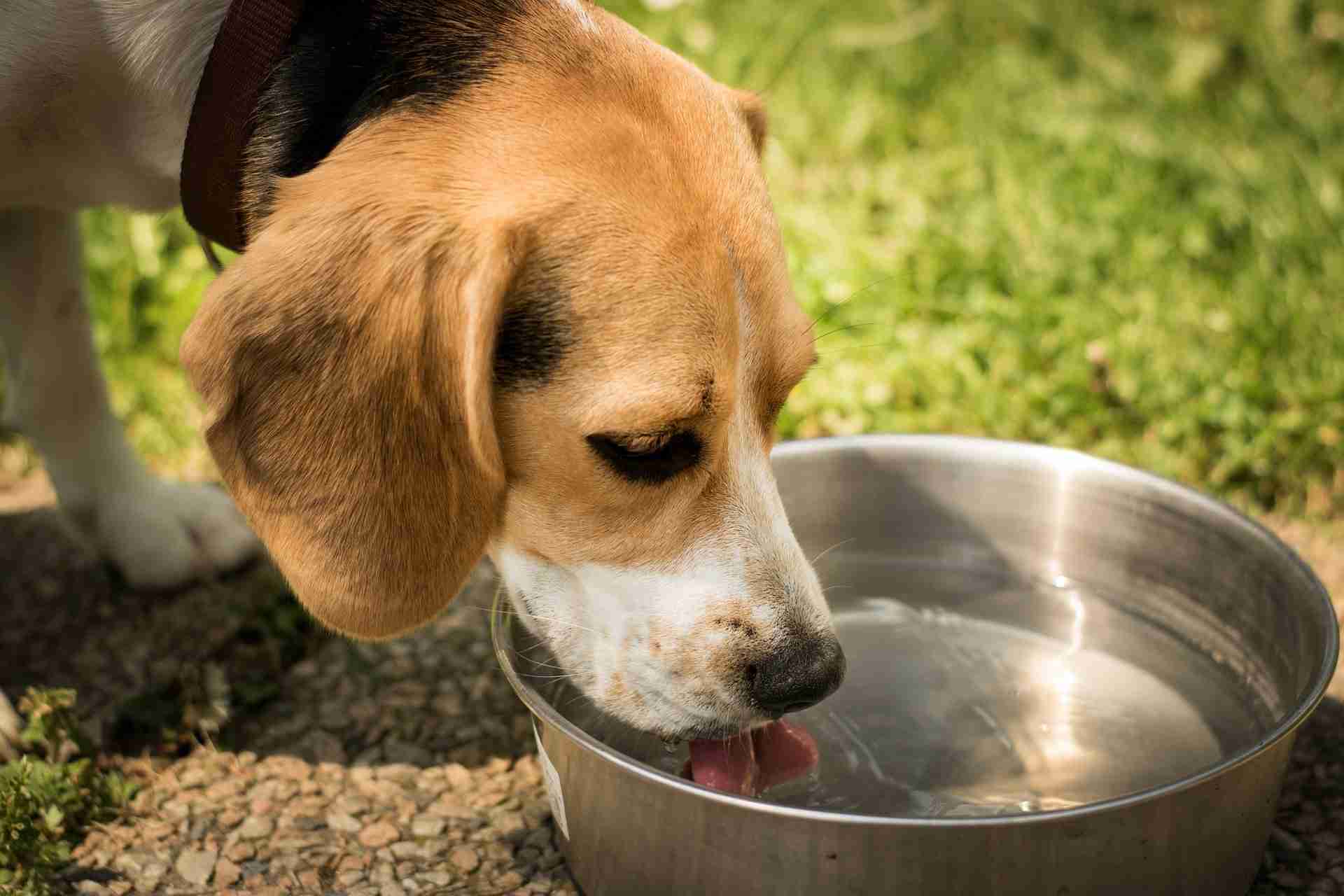 The importance of including wet food in your dog's summer diet