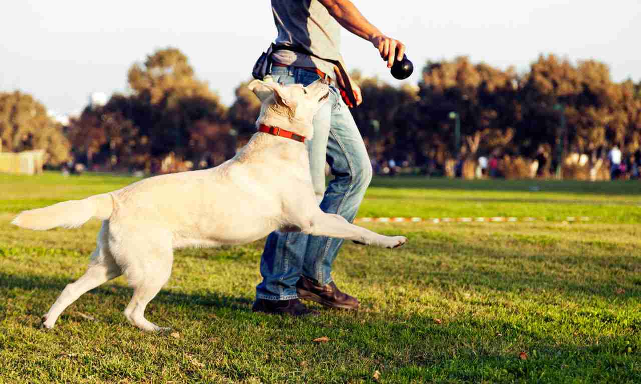 The role of pack leader for your dog
