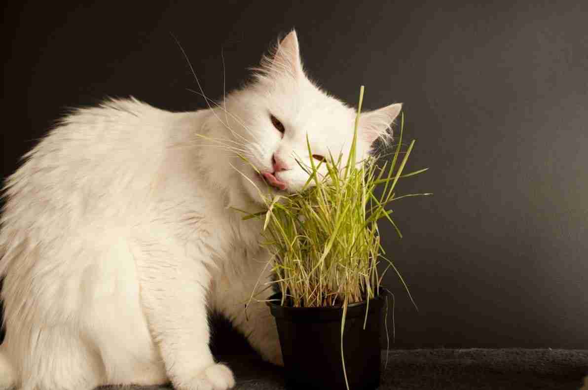 Catnip: what is it? And how does it affect cats?