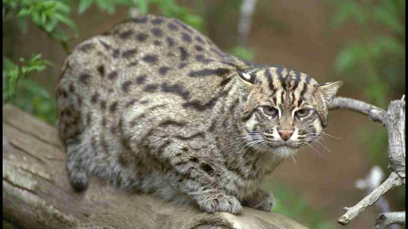 Fishing Cat