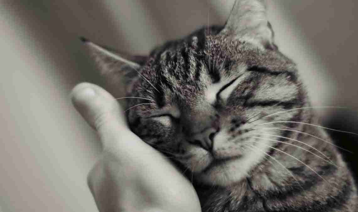 Is een kat liefhebbend? 6 tekens om te begrijpen dat hij van u houdt