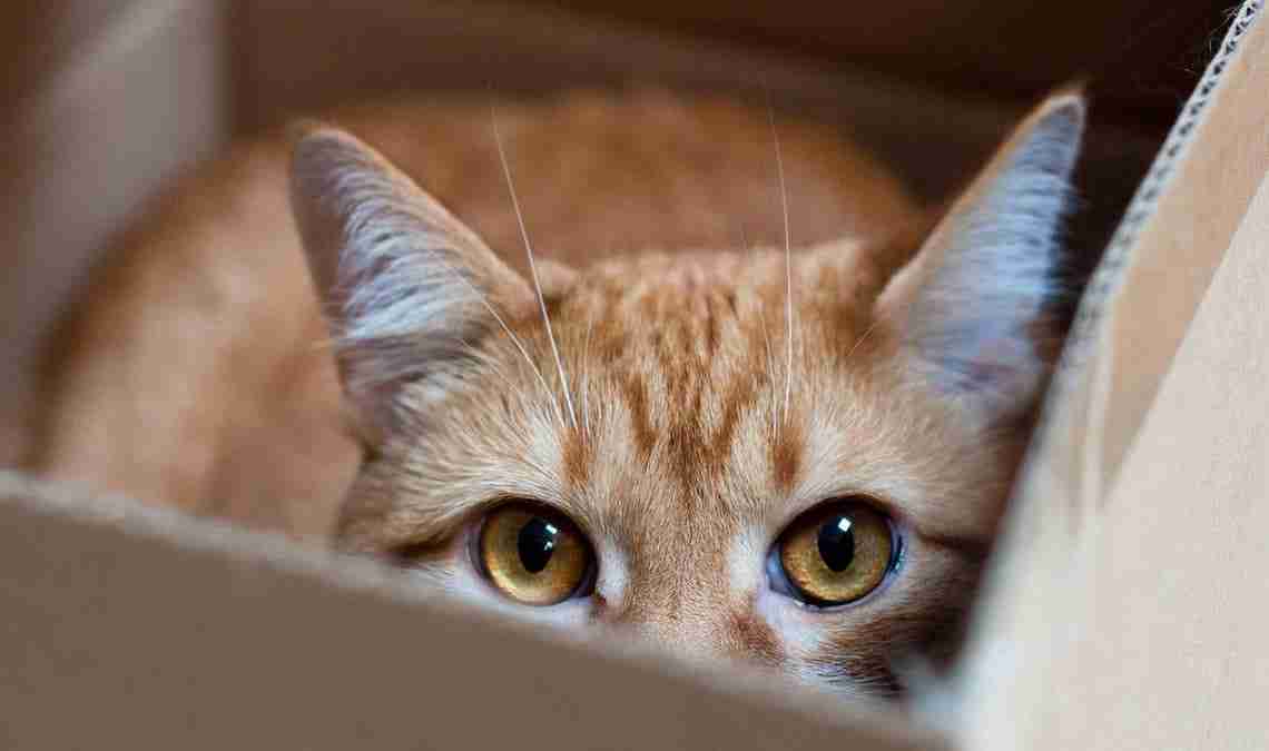Los gatos se esconden: ¿juego o estrés?
