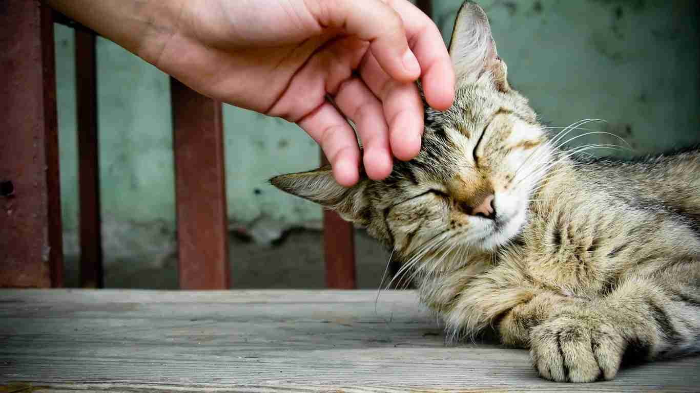 Kuscheln mit der Katze: Eine Studie