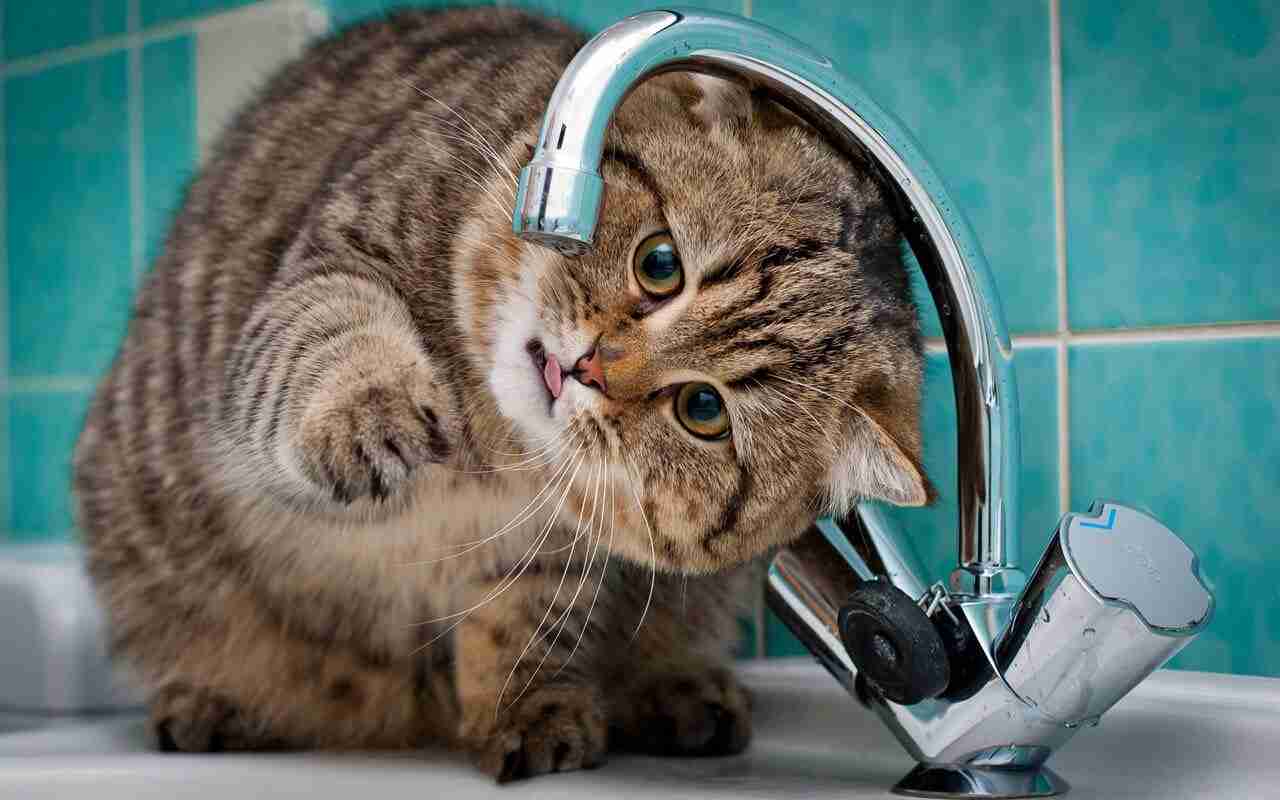 Le chat et l'eau : tout ce qu'il faut savoir