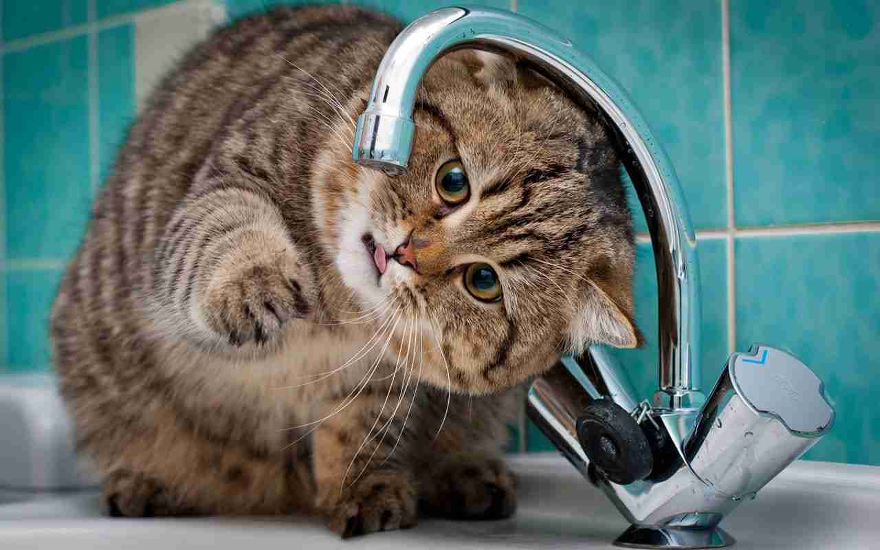 Kissat ja vesi