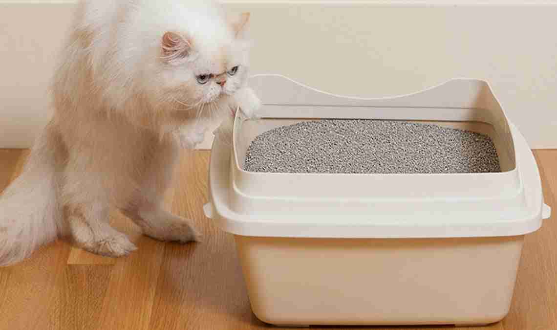 Perché il gatto sporca fuori dalla cassetta?