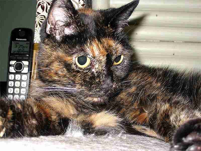 Tiffany II: De oudst levende kat van de wereld is 27 jaar oud