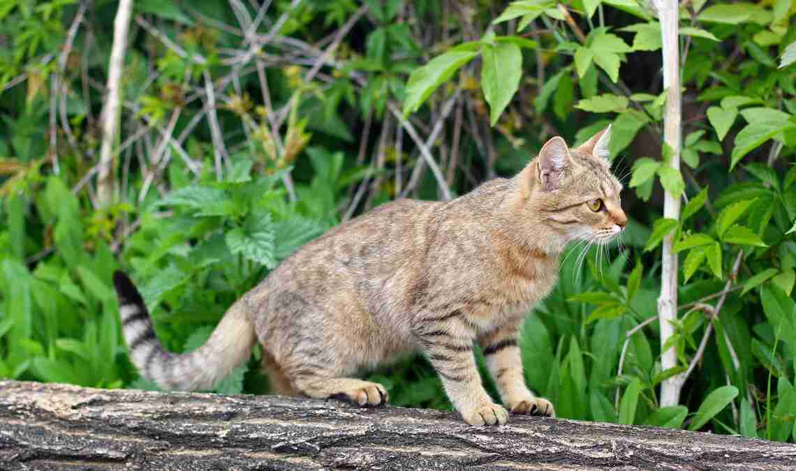 Raubtier Katze: Eine Studie