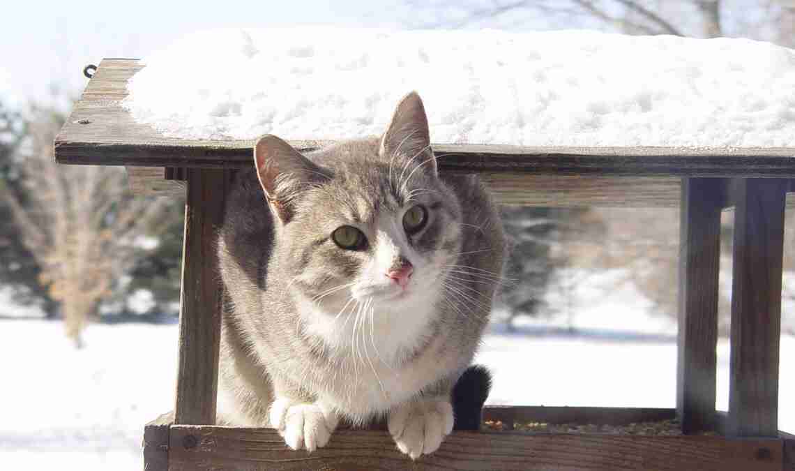 Gatti in inverno: consigli per prenderci cura di loro