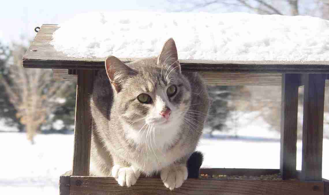 How to take care of cats in winter