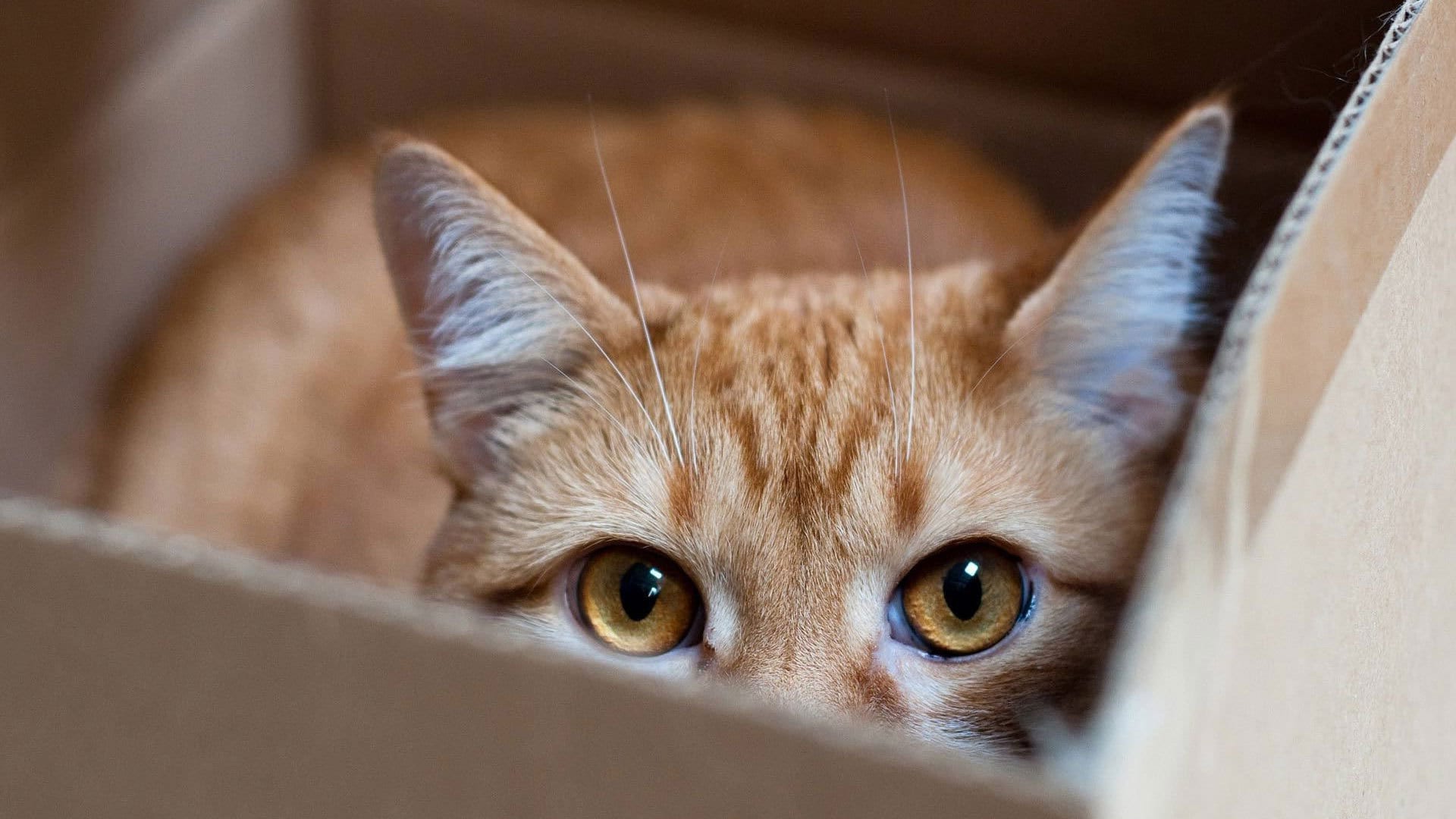 Katter och gömställen: när det är lek och när det är stress