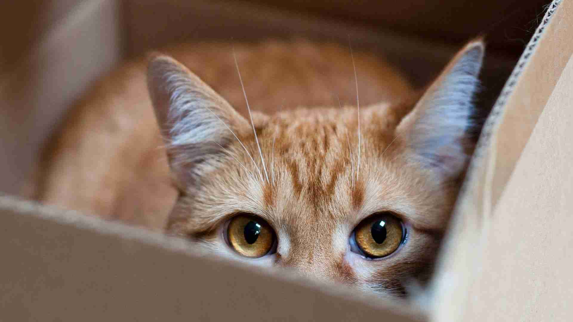 Kissojen piilopaikat: milloin se on leikkiä, millo...