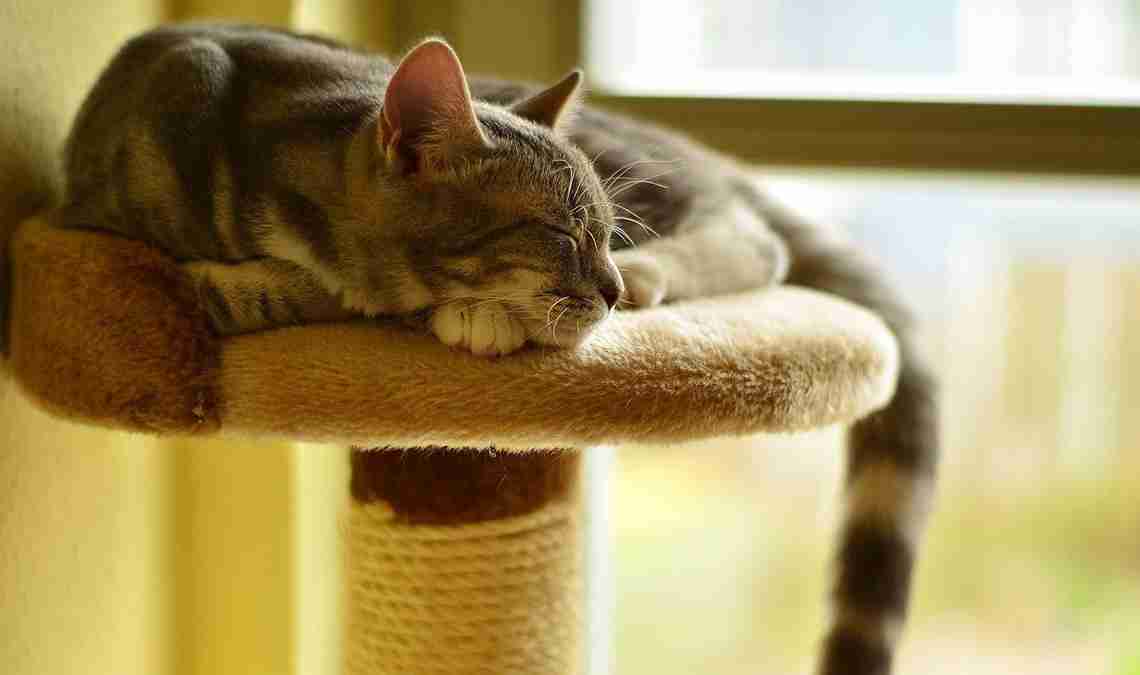 Cats scratching: how to avoid unpleasant surprises