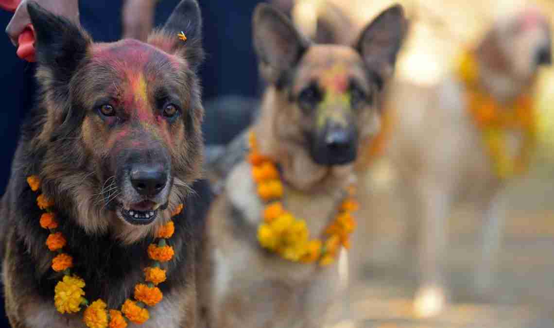 Kukur Tihar: Ein Festival ehrt den Hund