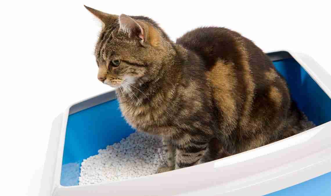 Cat litter: correct management of the litter tray