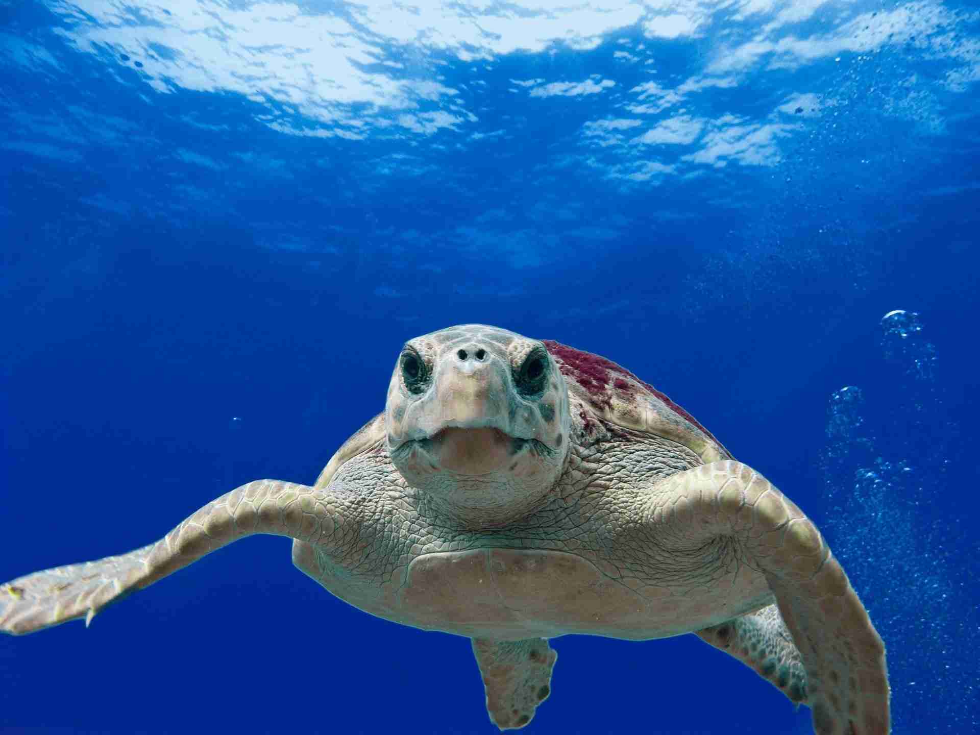 UPDATE: Born Free project – Solar power helps to save Italian Turtles