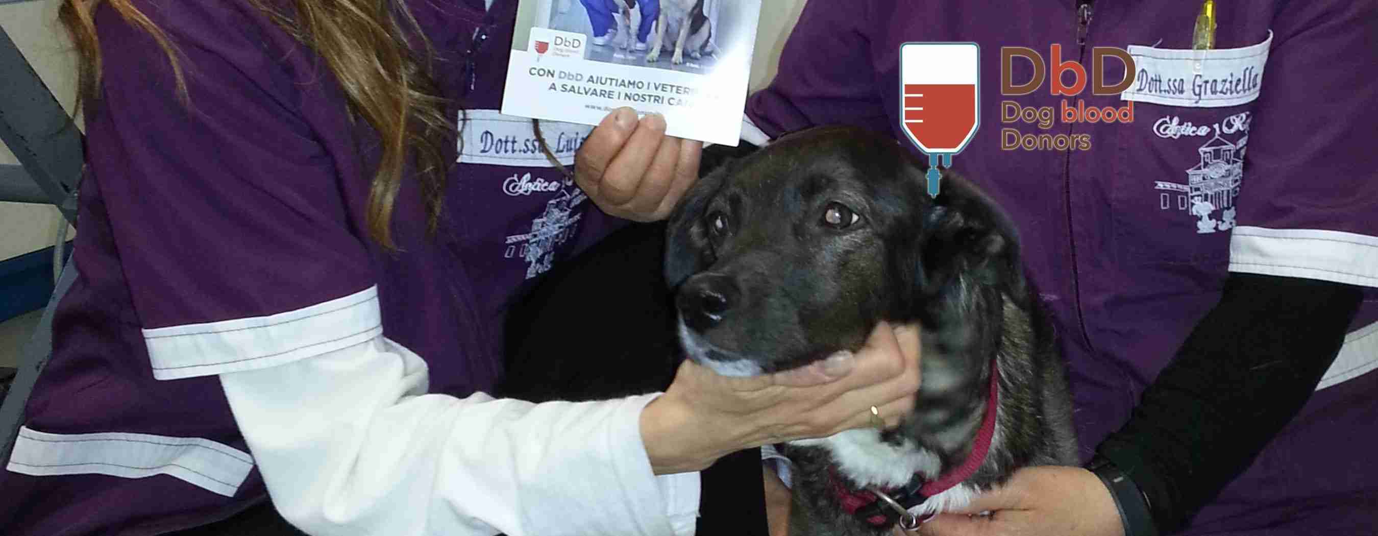 Donazione di sangue: salvato il secondo cane grazie a DbD!