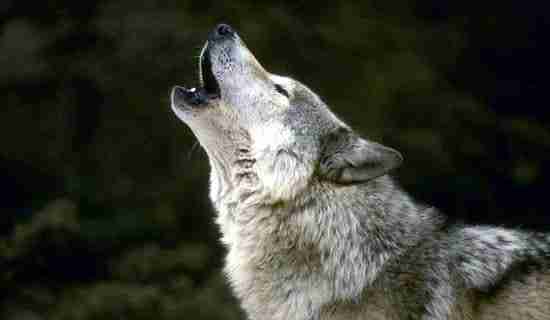Perché i lupi ululano? I significati del verso anche dei cani