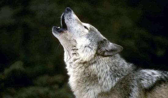 Både vargar och hundar ylar, men vad kommunicerar de med sina läten?