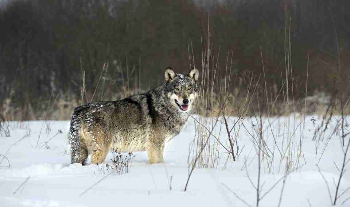Il lupo al Parco Nazionale Gran Paradiso: i benefici di questo ritorno