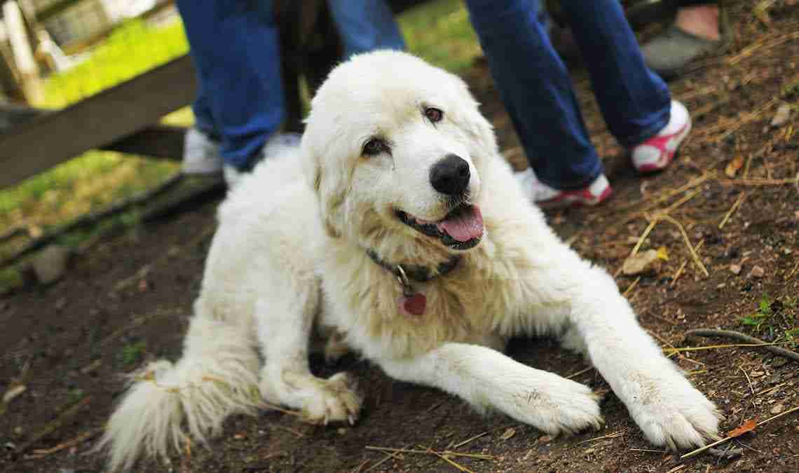 Maremma sheepdogs defend penguins in Australia